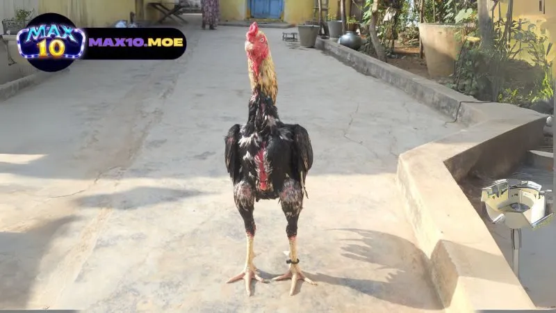 gioi-thieu-ve-da-ga-asil-cua-tron