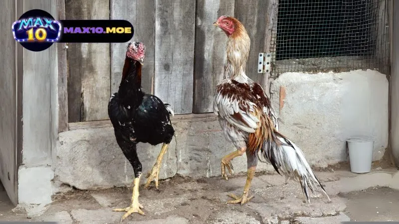 ky-thuat-da-ga-asil-cua-tron