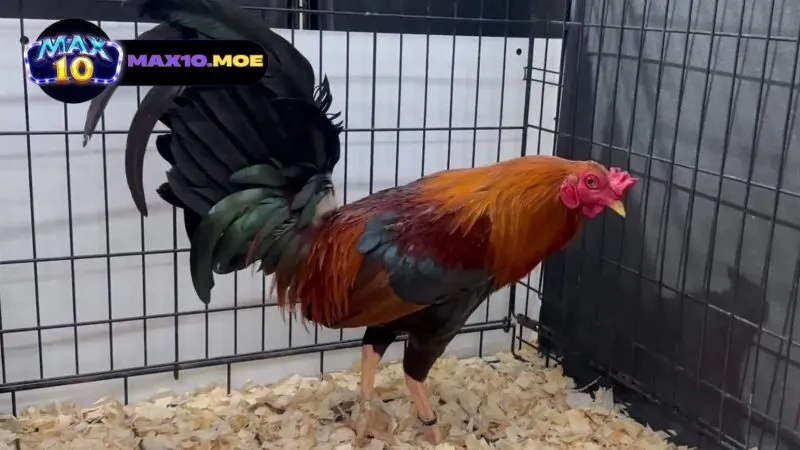 cach-nuoi-va-cham-soc-ga-asil