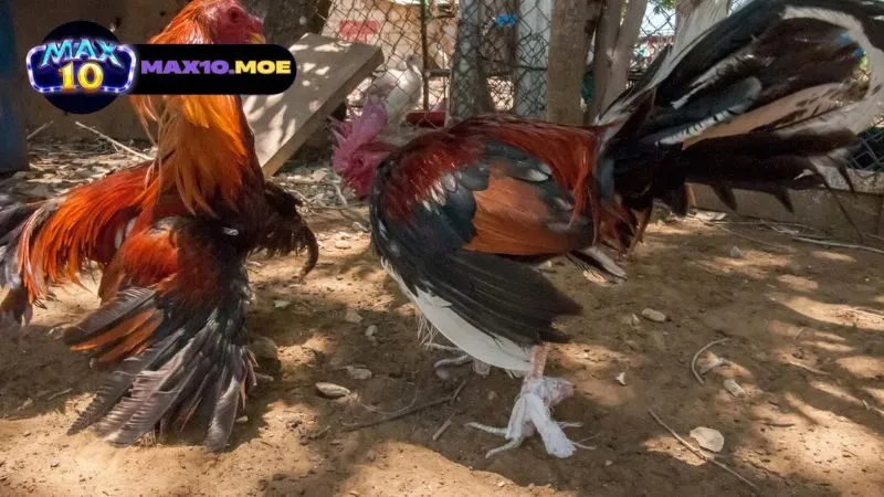 ky-thuat-nuoi-va-cham-soc-ga-da