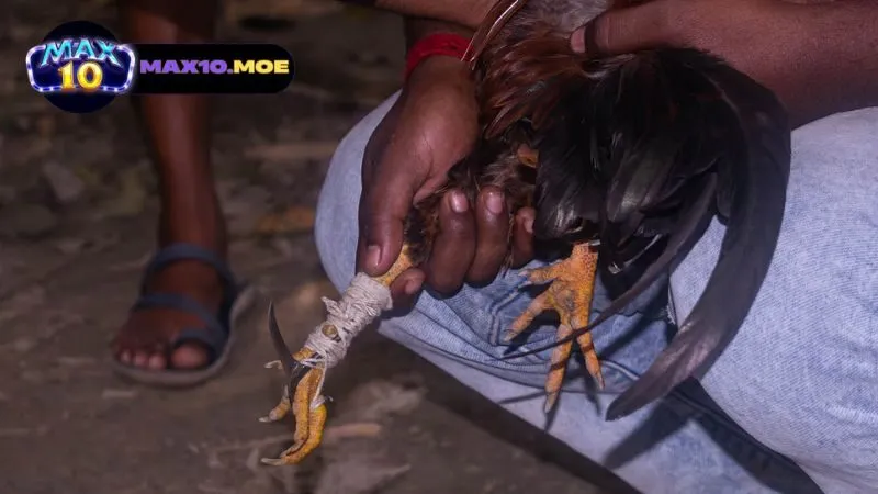 gioi-thieu-ve-da-ga-cua-dao-philippines