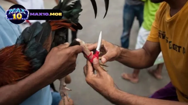 cac-quy-tac-va-cach-to-chuc-da-ga-philippines