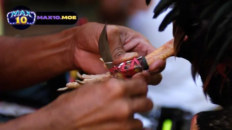 quy-trinh-thi-dau-da-ga-my-cua-dao