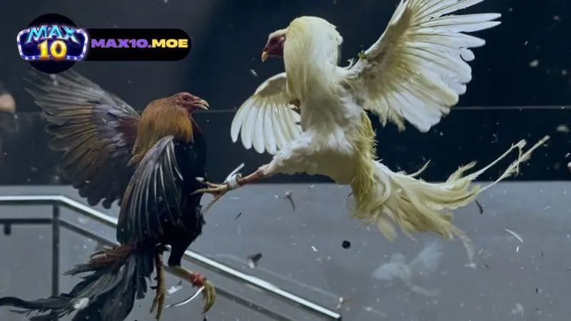 cac-giong-ga-noi-noi-bat