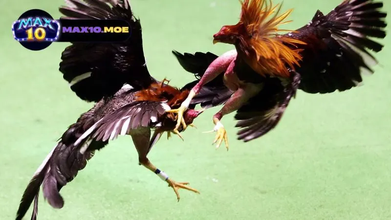 dac-diem-va-suc-manh-cua-tung-giong