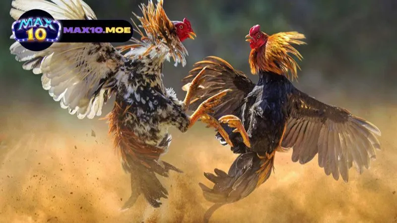 khai-quat-ve-truong-ga-le-thanh